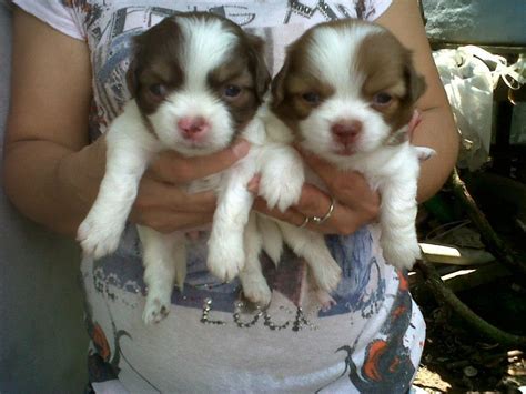 Gambar Anjing Trah Asal Jepang Qubicle Akita Inu Jenis Populer Di