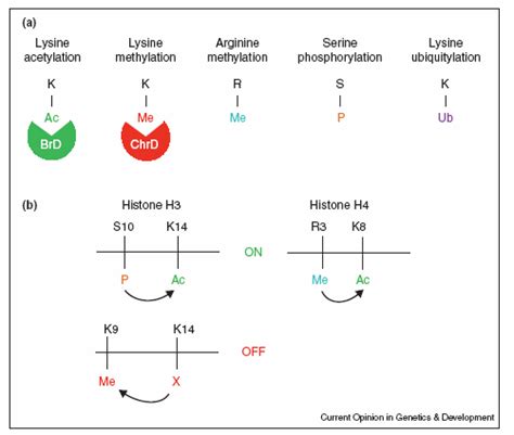 Types Of Histone Modifications A Types Of Modifications Include Lys