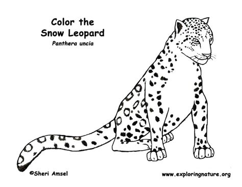Baby Snow Leopard Coloring Pages At Free Printable