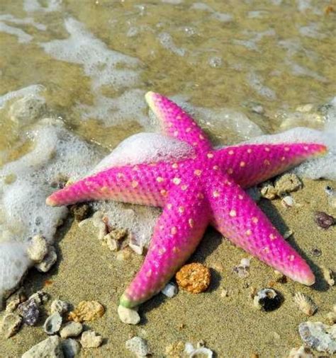 Pink Starfish Pink Animals Starfish Ocean Creatures