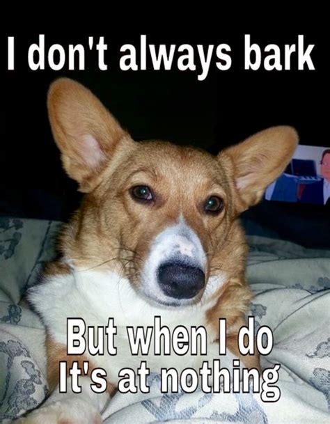 Pin By Dee Smith On Ecards Corgi Memes Funny Dog Memes Corgi Funny