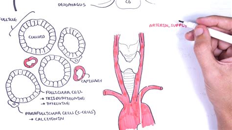 Thyroid Gland Anatomy Embryology Blood Supply Venous Drainage