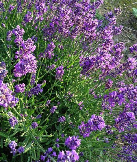 English Lavender Seeds Lavandula Angustifolia Seeds Fragrant Lavender