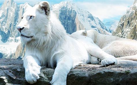 Wallpapers Hd White Lion Wallpaper Cave