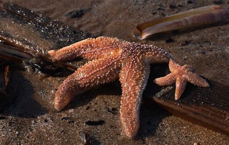 The Mighty Starfish Juventide™ The Regenerative Potential