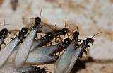 Flying Termites Images
