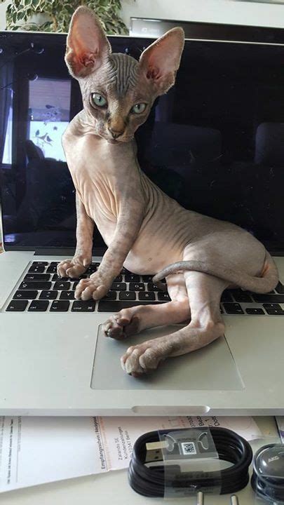 Pin By Sheryl Higginson On Aw In 2021 Sphynx Cat Pets Cute Animals