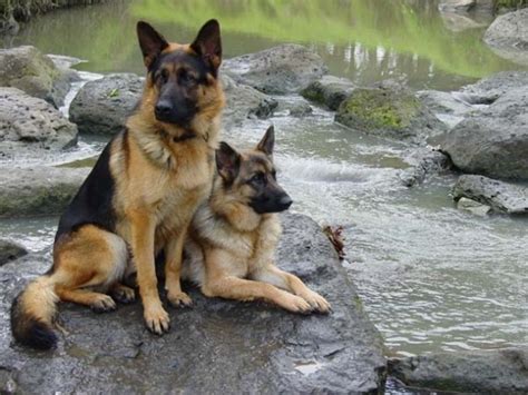 The Herding Group Shepherd Dog Breeds German Shepherd Dogs Shepherd Dog