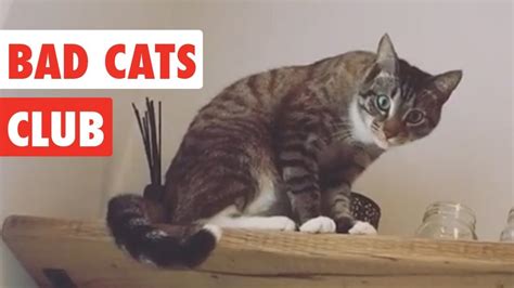 Bad Cats Club Funny Cat Video Compilation 2017 World Cat Comedy