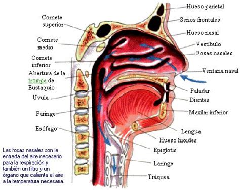 anatomia de nariz descripcion en español Buscar con Google Hueso