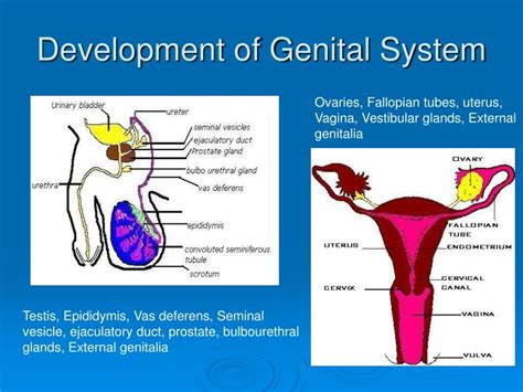 Differentiation Of The Female External Genitalia Stages