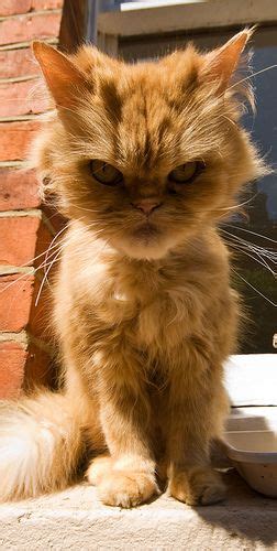 100 Best Images About Annoyed Cats Funny Faces On Pinterest Cats Animals And The Grinch