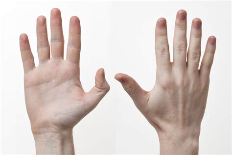 File:Human-Hands-Front-Back.jpg