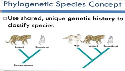 Species Concepts Different Species Concepts Zoologytalks 2023