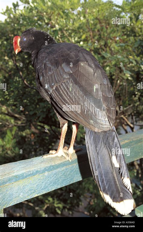 Amazonas State Brazil Large Black Bird With A Red Beak Ariau Rio Negro