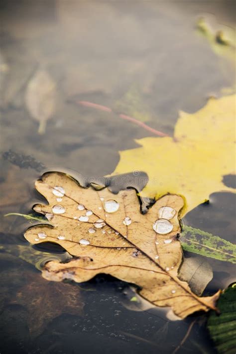 Autumn Leaves With Water Drops Floating In The Water Stock Image
