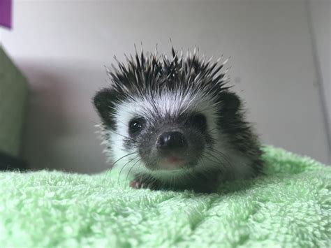 Super Sweet Baby Hedgehogs For Sale 🦔💕🐾 Baby Hedgehog Baby Hedgehogs