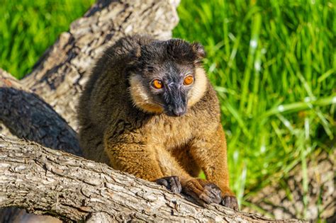 Collared Brown Lemur Dallas Zoo Jim Luginbuhl Flickr