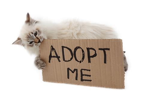 National Adopt A Cat Month How To Safely Bring A New Cat Home