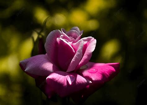 Dark Pink Tulip Of Depth Effect Dark Pink Tulip Tulip Flower