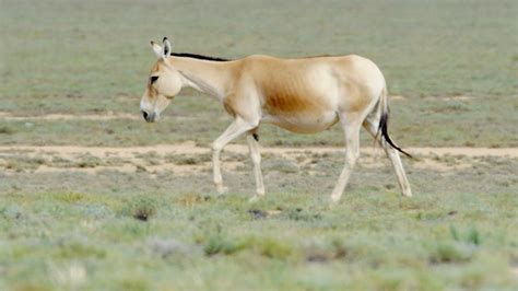rare animals  china przewalskis horse  onager donkey cgtn
