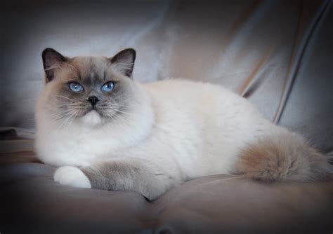 Darlinlildolls Ragdoll Kitten Breeder Ontario