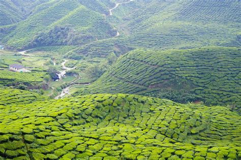 The cameron highlands is a district in pahang, malaysia, occupying an area of 712.18 square kilometres (274.97 sq mi). Pakej Cameron Highlands HONEYMOON