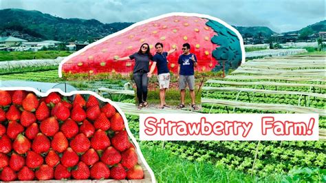 Exploring Baguio Strawberry Farm Baguio Ep3 Lilipot Youtube