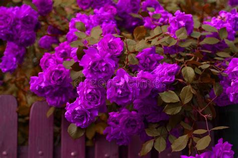 Bright Purple Roses With Buds Over The Fence Beautiful Purple Roses In