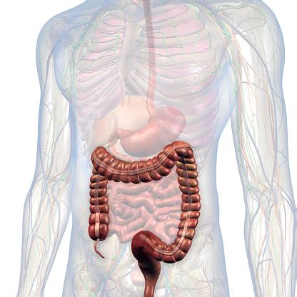 Divided into 9 regions by two vertical and two horizontal imaginary planes. Large Intestine And Male Abdominal Internal Anatomy Stock ...
