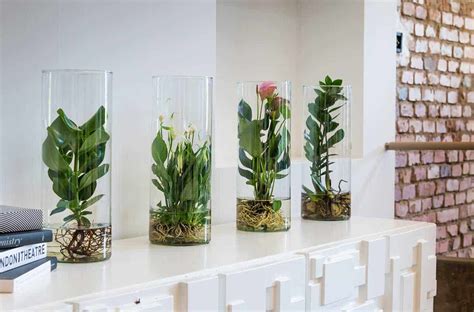Le orchidee vanno mantenute in una posizione ben illuminata ma non esposte alla luce diretta del sole. Piante idroponiche: piante adatte e come coltivarle in ...