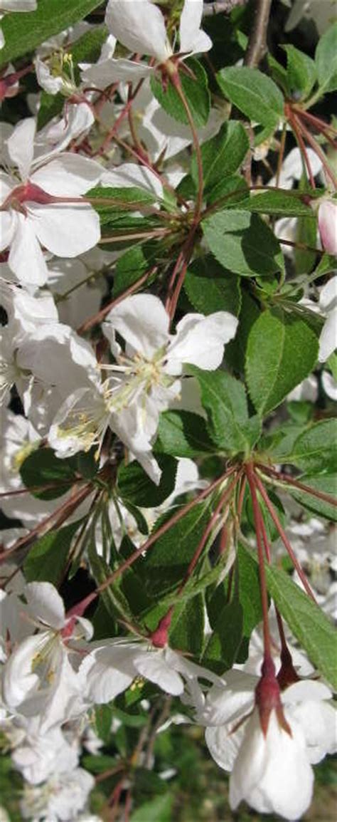 Flowering Crabapple Malus White Cascade