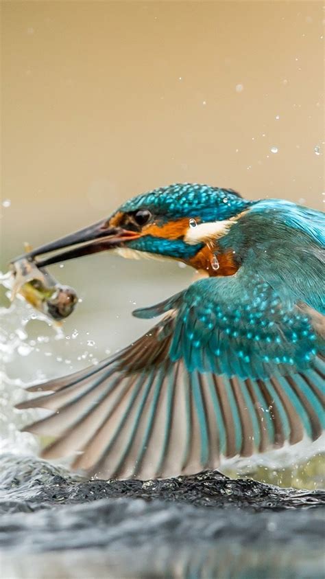 Wallpaper Kingfisher Catching Fish Wings Water Splashes Drops