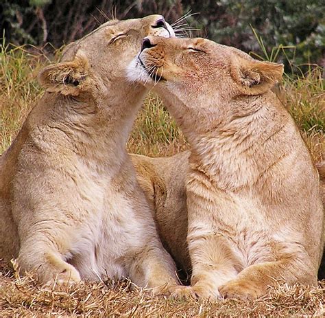 Hugging Lions Sa Hugging Lions Sa Jenvanw Flickr