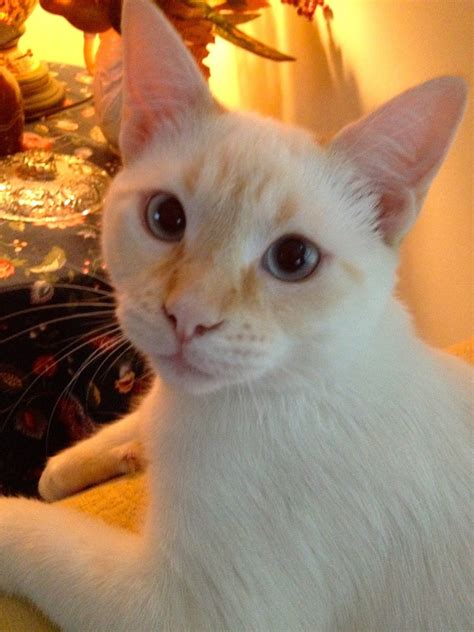 The points colors of siamese cats are darker and include the face mask, paws, tail, and ears. Snortin' GRITS: Robert Redford the "Red (Flame) Point Siamese"