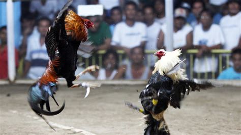 Philippines Cockfighting Associates Have Disappeared Since Last Year