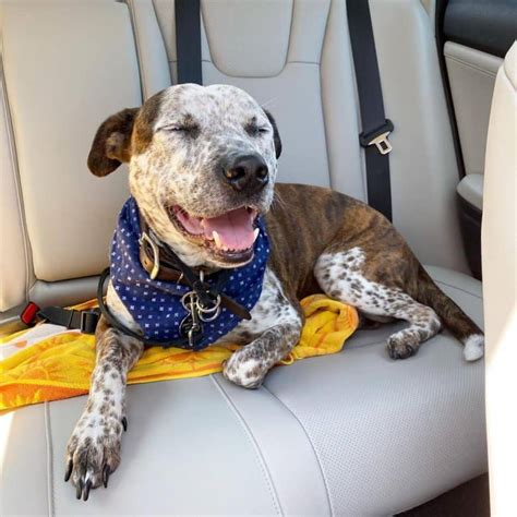 40 Of The Best Pitbull Mixes We Adore K9 Web