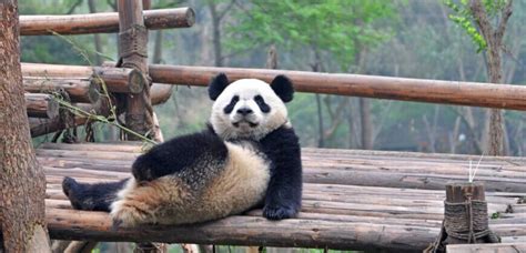 Giant Panda Keeper Volunteer Program Sichuan Fun
