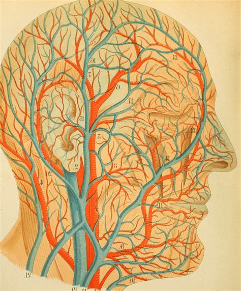 Nemfrog “blood Vessels Of Face And Scalp” An Atlas Of