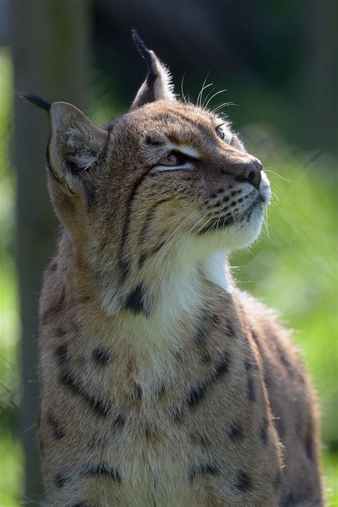 207 Best Images About Bobcats And Lynx On Pinterest Animal