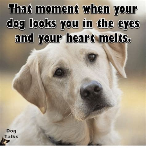 That Moment When Your Dog Looks You In The Eyes And Your Heart Melts