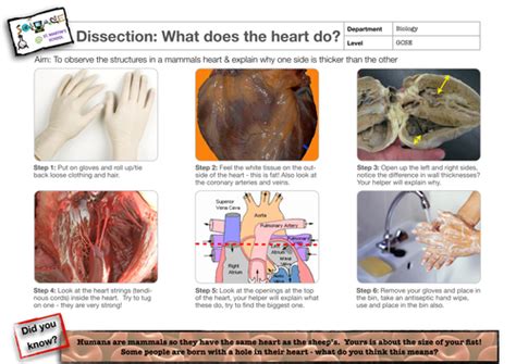 Heart Dissection Guidance Sheet Teaching Resources