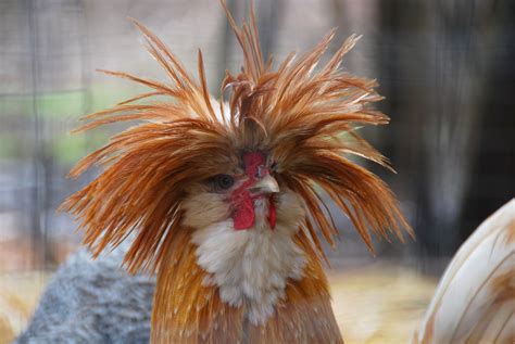 Great Feathers Rooster Funny Birds Beautiful Birds