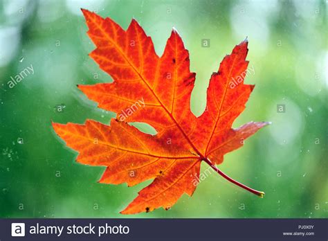 Single Autumn Maple Leaf Close Up Stock Photo 217608635