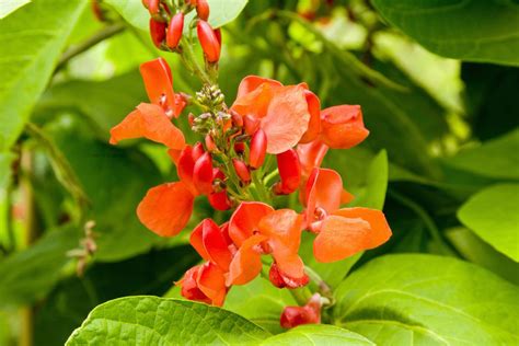 These fast growing vines can hide unwelcome features, cover bare walls, and provide privacy in a hurry. 10 Best Annual Flowering Vines for Your Garden
