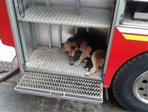 Mother Dog Rescues Her Puppies From A Fire