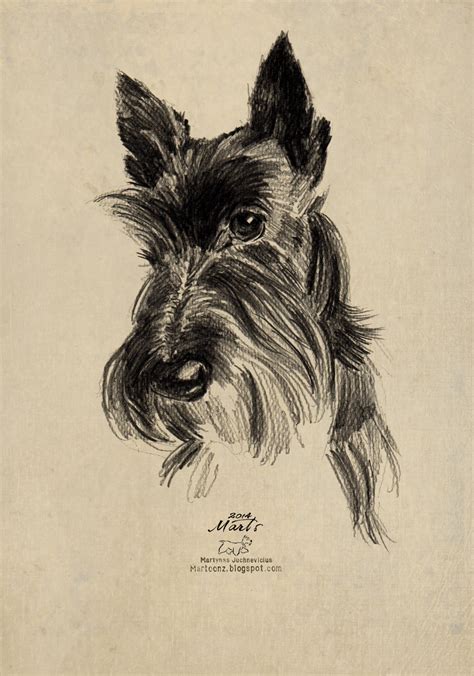 Scottish Terrier Drawing At Explore Collection Of