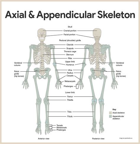 Skeletal System Anatomy And Physiology Anatomy And Nursing Students