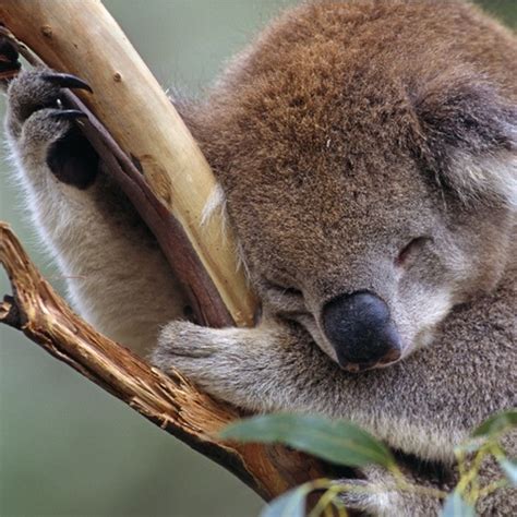 48 Cute Koala Wallpaper