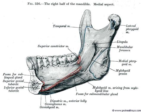 Mandibular Anatomy Anatomy Diagram Source